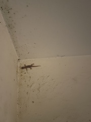 Hemidactylus mabouia