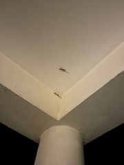 Hemidactylus mabouia