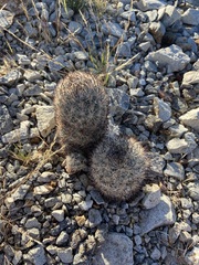 Escobaria alversonii