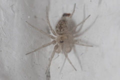 Oecobius