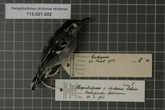 Spot-Tailed Antwren photo 4