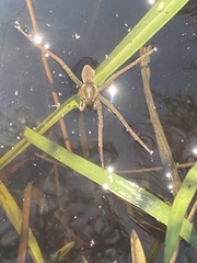 Dolomedes facetus