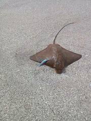 Myliobatis peruvianus