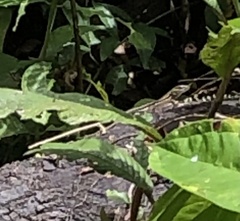 Kentropyx altamazonica