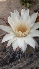 Trichocereus deserticola