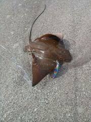 Myliobatis peruvianus