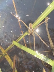 Dolomedes facetus