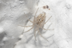 Oecobius