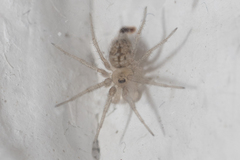 Oecobius