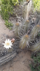 Trichocereus deserticola