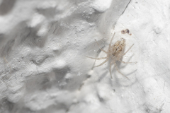 Oecobius