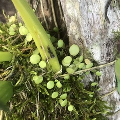 Peperomia rotundifolia