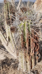Eulychnia breviflora