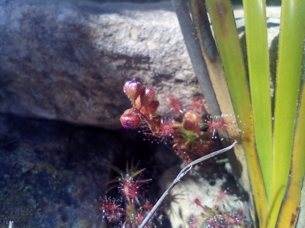 Drosera gibsonii, Western Australia, AU