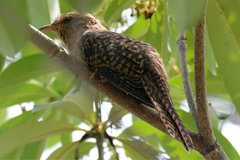 Cacomantis merulinus