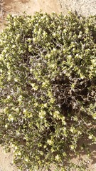 Spergularia arbuscula