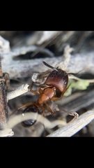 Camponotus atriceps