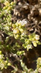 Spergularia arbuscula
