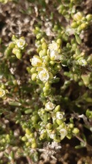 Spergularia arbuscula