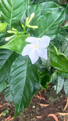 Tabernaemontana divaricata