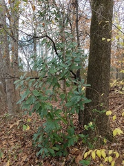 Photinia serratifolia