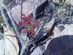 Drosera gibsonii