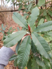 Photinia serratifolia