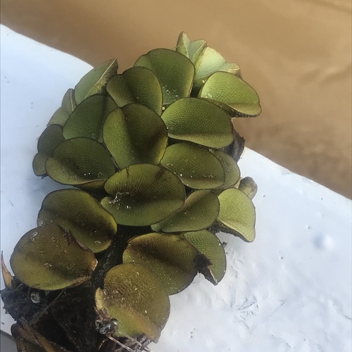 Salvinia auriculata image