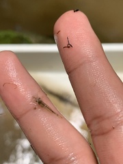 Paratya curvirostris