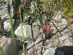 Drosera gibsonii