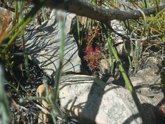 Drosera gibsonii
