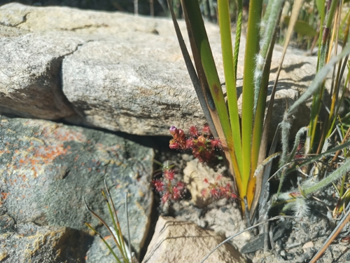 Drosera gibsonii
