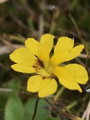 Goodenia trinervis