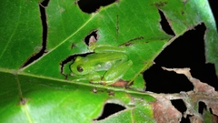 Rulyrana mcdiarmidi