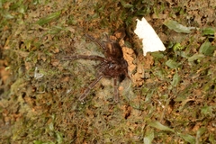 Thrigmopoeus truculentus