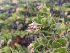 Arctostaphylos imbricata