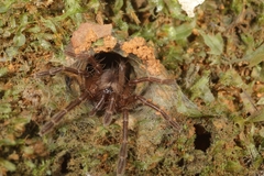 Thrigmopoeus truculentus