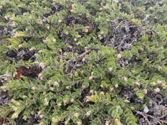 Arctostaphylos imbricata