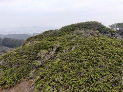Arctostaphylos imbricata