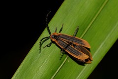 Metriorrhynchus variipennis