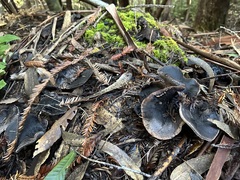 Hydnellum fuscoindicum