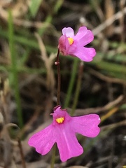 Utricularia multifida