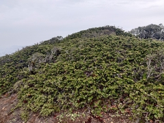 Arctostaphylos imbricata