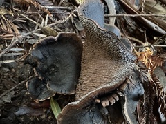 Hydnellum fuscoindicum