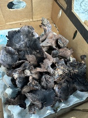 Hydnellum fuscoindicum