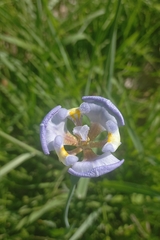 Phalocallis coelestis