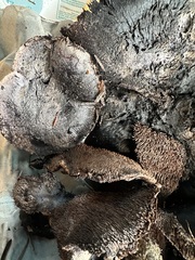 Hydnellum fuscoindicum