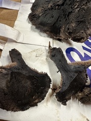 Hydnellum fuscoindicum