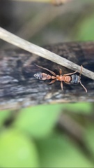 Pseudomyrmex gracilis