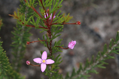 Boronia filifolia